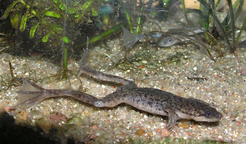 dwarf aquatic frog