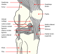 Diagrammi polvesta