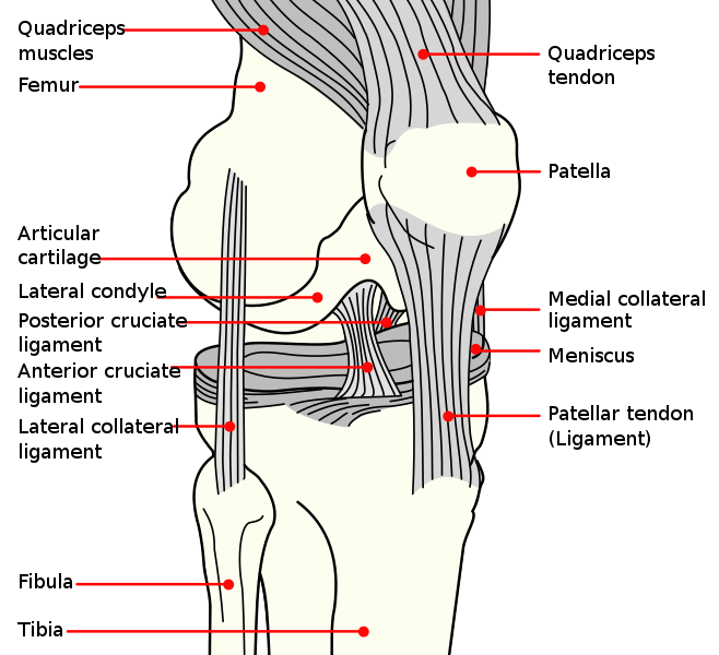 File:Knee diagram.svg