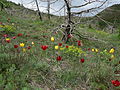 Tulipa albanica