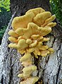 Vääveltorik (Laetiporus sulphureus) on nime saanud erkkollase värvuse järgi