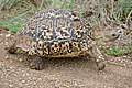 Stigmochelys pardalis, a tartaruga leopardo, leste da África.