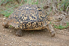 Leopard tortoise