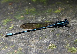 Argia concinna