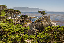 Lone Cypress