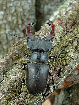 roháč obecný (Lucanus cervus).