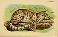 Leopardus colocolo