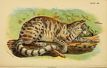 Le Chat des Pampas ou colocolo (Leopardus colocolo).