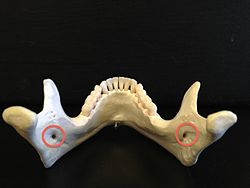 Mandibular foramina.jpg