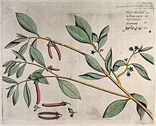 Мангровое растение (Bruguiera cylindrica Blume); ветка с flo Wellcome V0042663.jpg