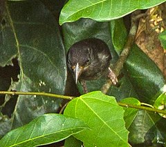 Description de l'image Maxwell's Black Weaver, Kakum, Ghana S4E1381, crop.jpg.