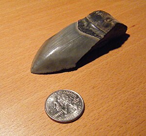 The tooth of a Megalodon (Carcharodon megalodo...