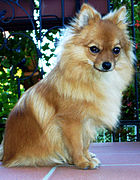 Orange Pomeranian (dog)