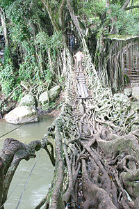 Jembatan akar, a tourist attraction near Painan Minang Jembatan Akar.jpg