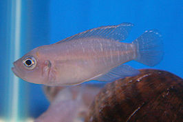 Melanochromis brevis