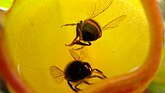 Bees caught in a pitcher of Nepenthes pervillei