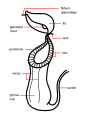 14:41, 6 செப்டெம்பர் 2008 இலிருந்த பதிப்புக்கான சிறு தோற்றம்