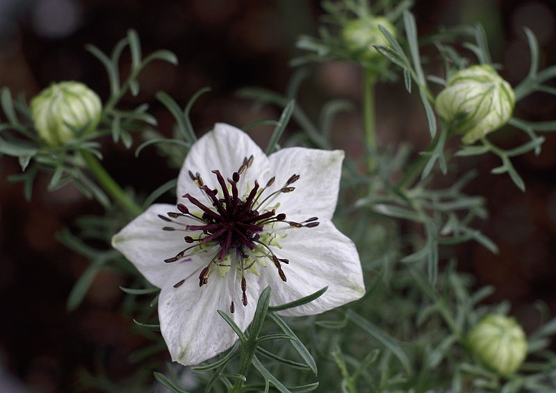 800px Nigella sativa