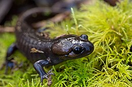 Ambystoma gracile