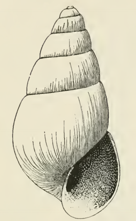 Odostomia hypatia