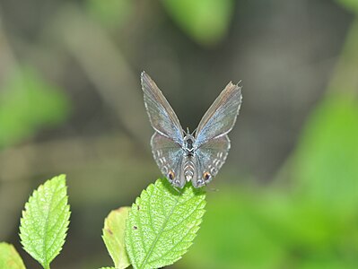 Dorsal view