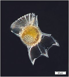 Ornithocercus is a thecate dinoflagellate. This means they are armoured with overlapping cellulose plates collectively called a theca. Species range in length from 40-170 µm. They are therefore classed as microplankton