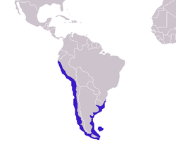 Distribución de O. flavescens