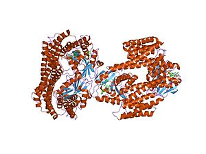 proteinum 14-3-3