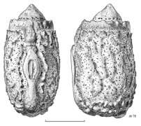 Clitarchus hookeri eggs