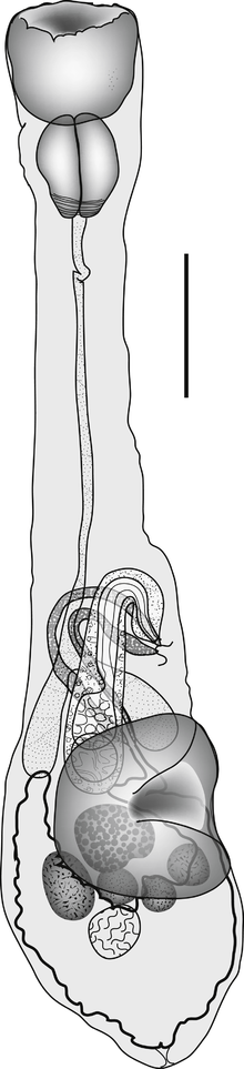 Diphterostomum plectorhynchi Machida, Kamegai & Kuramochi 200