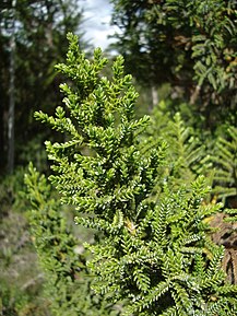 Détail du cyprés de las guaitecas (Pilgerodendron uviferum).