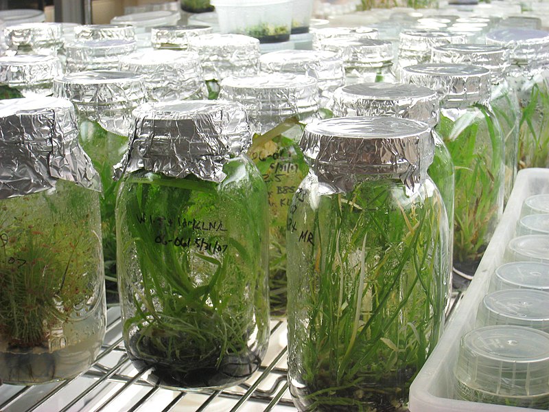 Berkas:Plant Tissue Culture Lab - Atlanta Botanical Garden.JPG