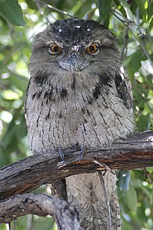 Podargus strigoides -Tawny Frog Mouth perching in tree.jpg