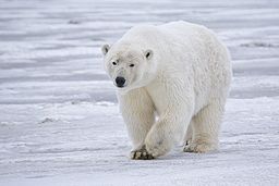 Polar Bear - Alaska