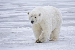 English: Sow Polar Bear (Ursus maritimus) near...