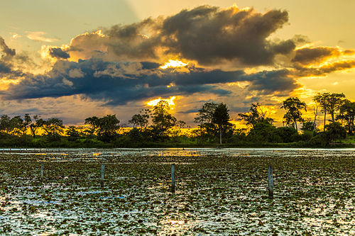 Pantanal Mato Grosso Brasil