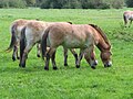 Cheval de Przewalsky (Equus przewalskii, Equidae)