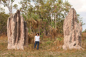 Termite cathedral mounds in the Northern Terri...