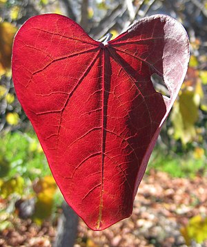 A red, heart-shaped leaf in Scotts Valley CA i...