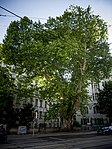 Morgenländische Platane (Platanus orientalis)