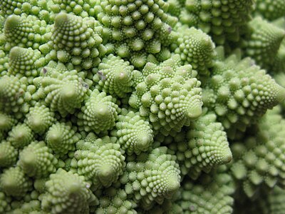 Romanesco broccoli textuur