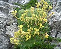 Saxifraga aretioides 3 (Picos).JPG