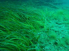Seagrass at Rapid Bay Jetty