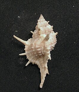 Siratus articulatus
