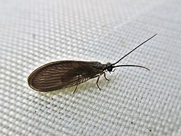 Sisyra nigra (родина Sisyridae)