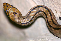 Змея (Elaphe scalaris) от JM Rosier.JPG