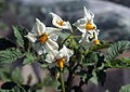 Solanum tuberosum UACH 0065 (03) .jpg