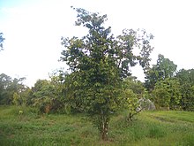 Karasol gi (Annona muricata)