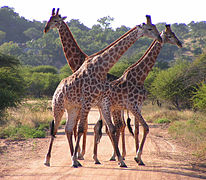 Машки жирафи