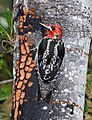 Red-breasted sapsucker